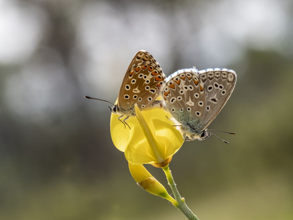 Lysandra bellargus